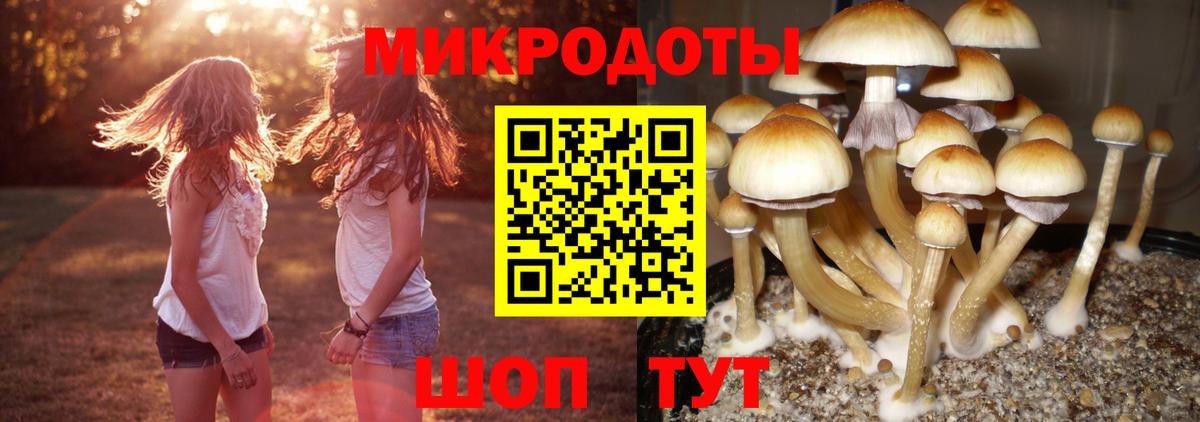 Псилоцибиновые грибы Psilocybe Лабытнанги